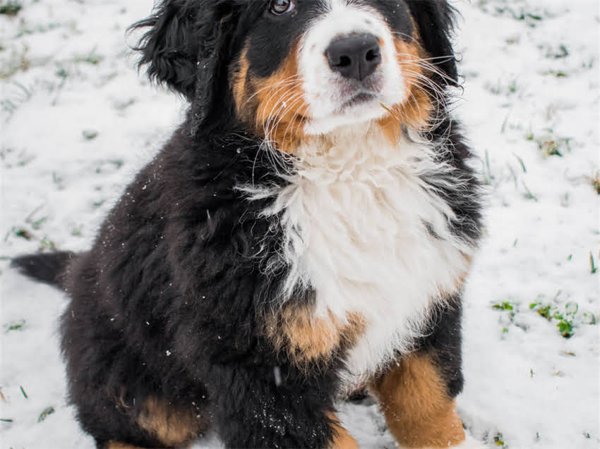 图片 德国牧羊犬最佳运动指南：5种适合的运动及训练技巧1.jpg