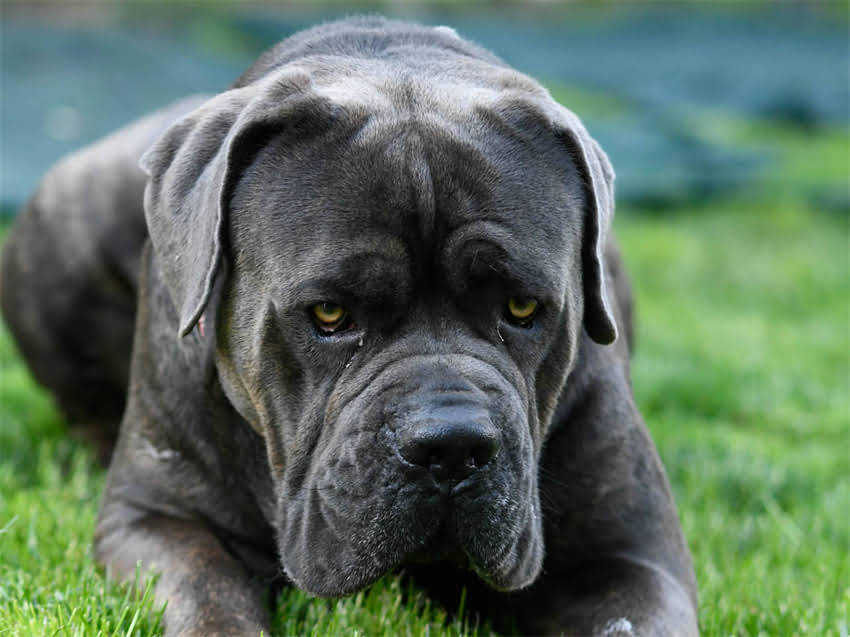 图片 德国牧羊犬最佳运动指南：5种适合的运动及训练技巧2.jpg