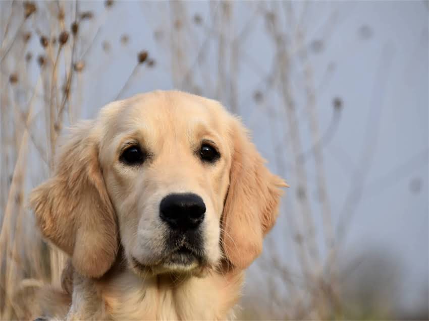 图片 德国牧羊犬比赛全：5大权威赛事+训练技巧，助爱犬斩获佳绩2.jpg