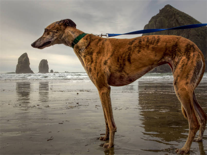 图片 德国牧羊犬肌肉锻炼全攻略：科学增肌训练计划与饮食管理指南.jpg