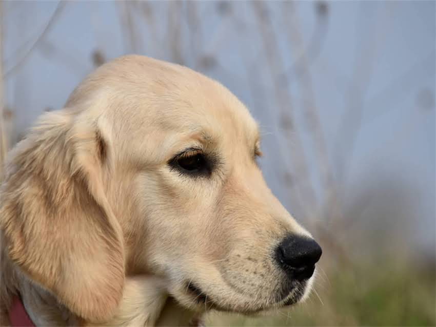 图片 德国牧羊犬频繁咳嗽像打喷嚏？5大病因与应对指南（附专业护理方案）.jpg
