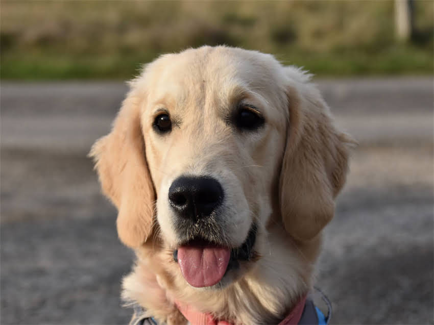 图片 德国牧羊犬频繁舔咬尾巴的五大原因及科学应对方案.jpg