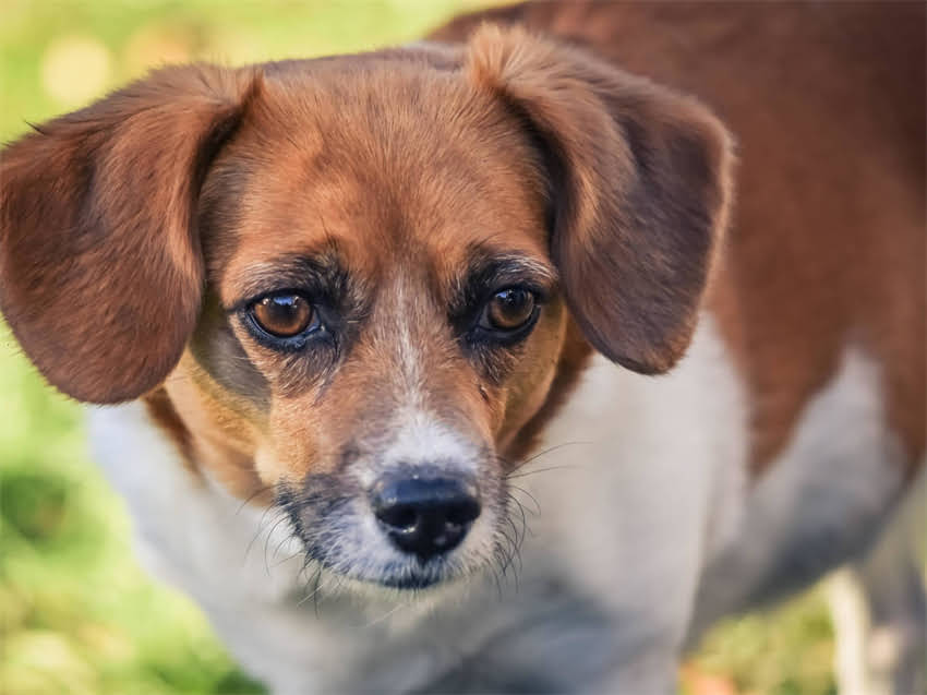 图片 德国牧羊犬频繁舔咬尾巴的五大原因及科学应对方案1.jpg