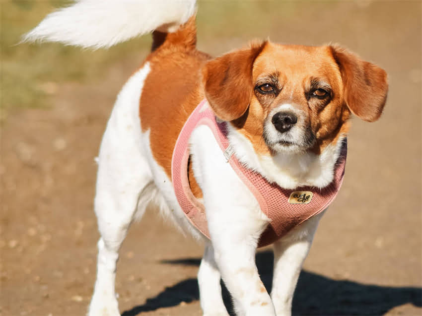 图片 德国牧羊犬频繁舔咬尾巴的五大原因及科学应对方案2.jpg