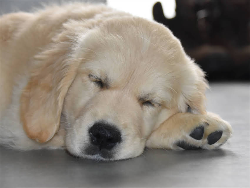 图片 德国黑背训练技巧全：从幼犬期到成年期的饲养要点与行为矫正指南.jpg