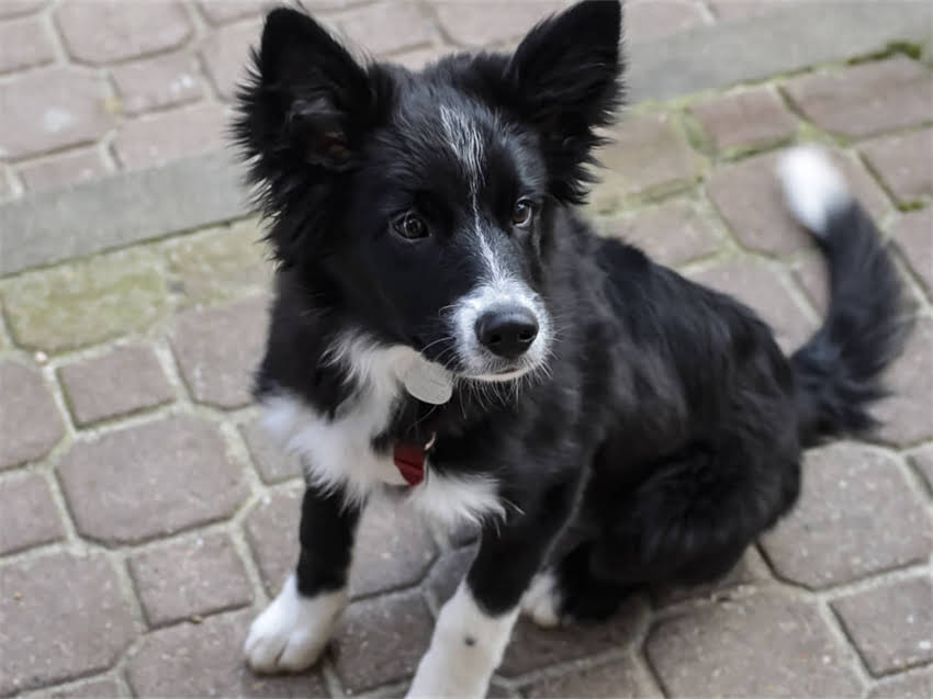 图片 德国黑背训练技巧全：从幼犬期到成年期的饲养要点与行为矫正指南2.jpg