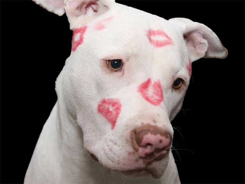 图片 德牧与卡斯罗混血后代特征及科学配种指南：品种特性、遗传风险与繁育建议2.jpg