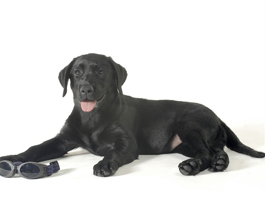 图片 德牧佩戴项圈多久显示信息？最新指南全：材质时间维护全攻略1.jpg