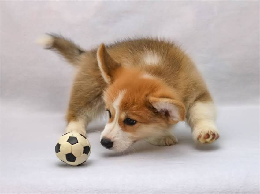 图片 德牧前肢腕关节变形的8大诱因与专业治疗方案（附护理指南）1.jpg