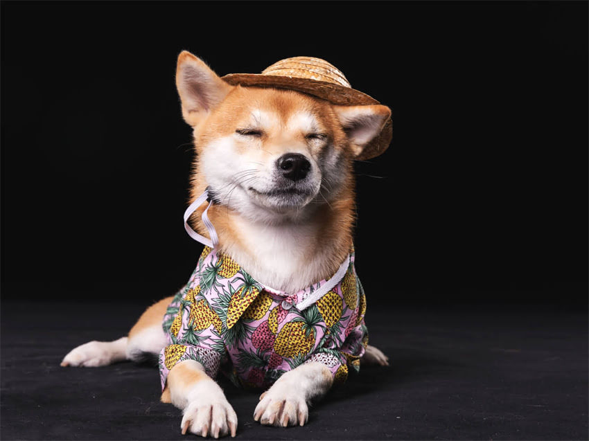 图片 德牧可以吃左旋咪唑吗？科学使用指南与潜在风险全.jpg