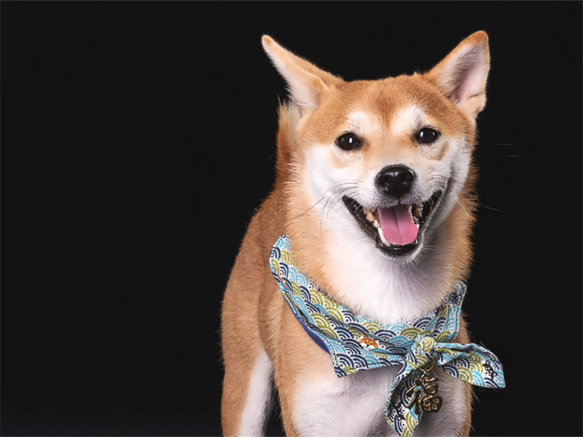 图片 德牧可以吃左旋咪唑吗？科学使用指南与潜在风险全1.jpg