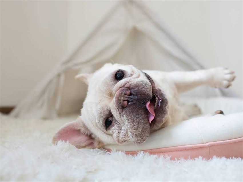 图片 德牧夏季饮食科学指南：5大营养原则+20种健康食谱推荐（附喂养禁忌）.jpg