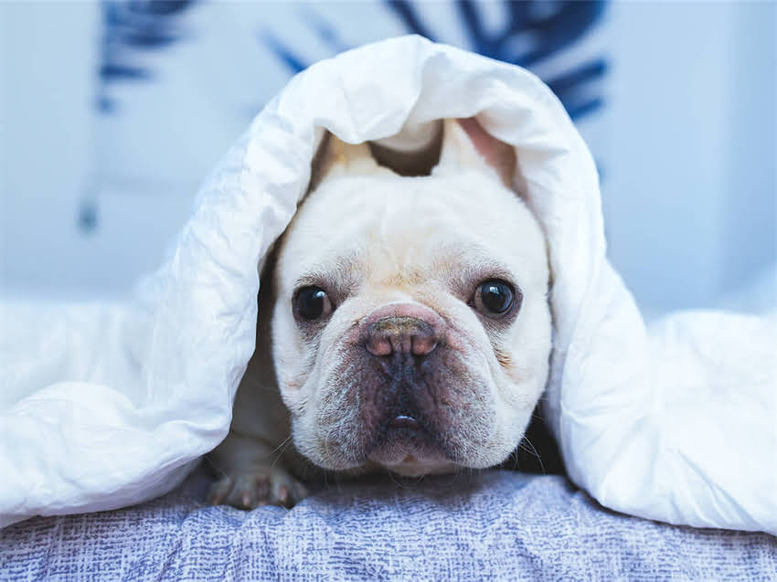 图片 德牧夏季饮食科学指南：5大营养原则+20种健康食谱推荐（附喂养禁忌）1.jpg