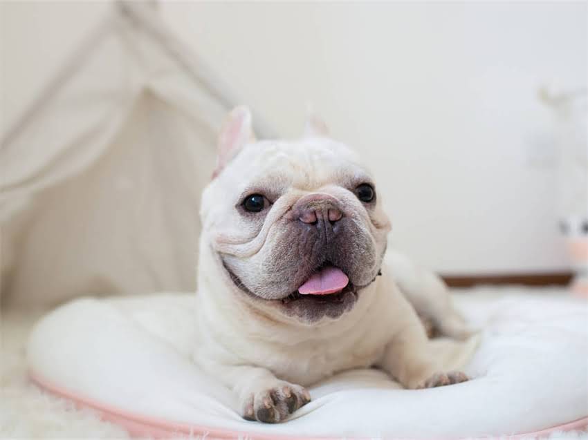 图片 德牧夏季饮食科学指南：5大营养原则+20种健康食谱推荐（附喂养禁忌）2.jpg