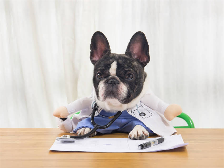 图片 德牧属于烈性犬吗？德牧性格特征与饲养指南（附权威解答）1.jpg