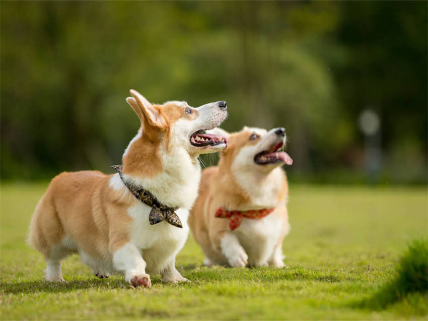 图片 德牧属于烈性犬吗？德牧性格特征与饲养指南（附权威解答）2.jpg