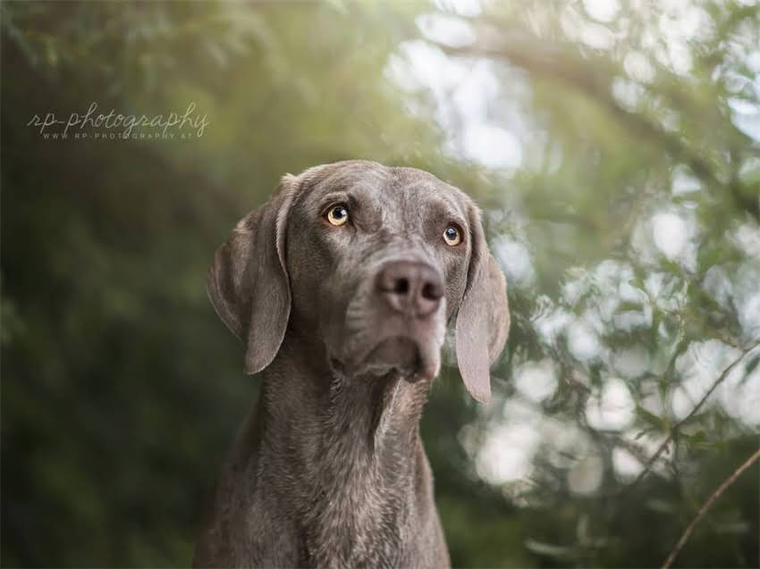 图片 德牧幼犬托运全流程指南：安全运输、证件办理与应激管理技巧1.jpg