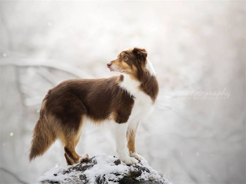 图片 德牧幼犬托运全流程指南：安全运输、证件办理与应激管理技巧2.jpg