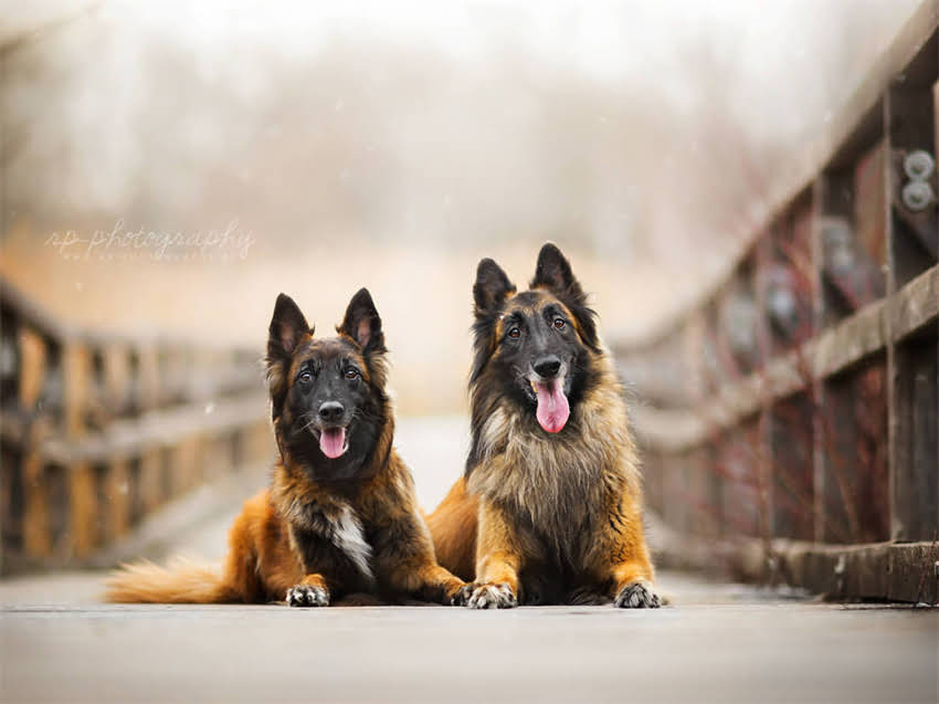 图片 德牧幼犬拉绿色稀便怎么办？5大原因及解决方法（附护理指南）1.jpg