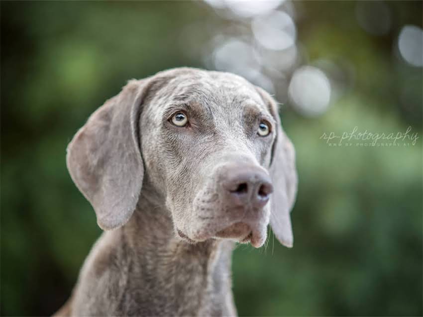 图片 德牧幼犬拉绿色稀便怎么办？5大原因及解决方法（附护理指南）2.jpg