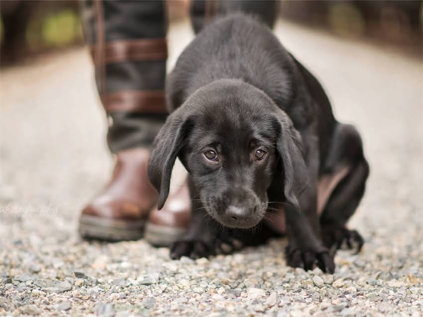 图片 德牧幼犬耳朵大是否正常？科学养护指南与健康隐患全.jpg