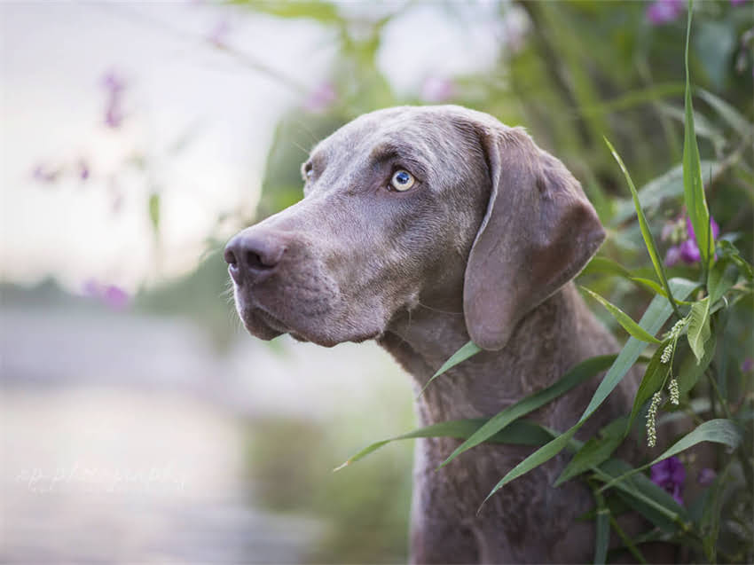 图片 德牧幼犬耳朵大是否正常？科学养护指南与健康隐患全2.jpg