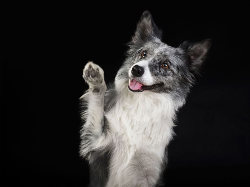 图片 德牧幼犬腿颜色异常？颜色与健康全（附饲养指南）2.jpg