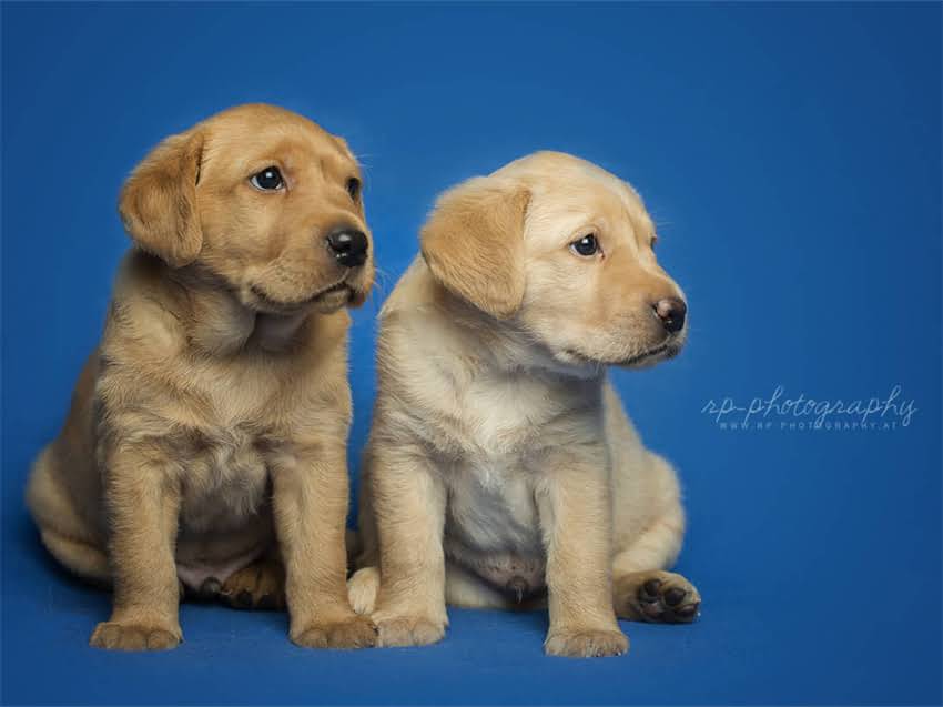 图片 德牧成年犬科学喂养指南：最佳饮食方案与营养配比.jpg