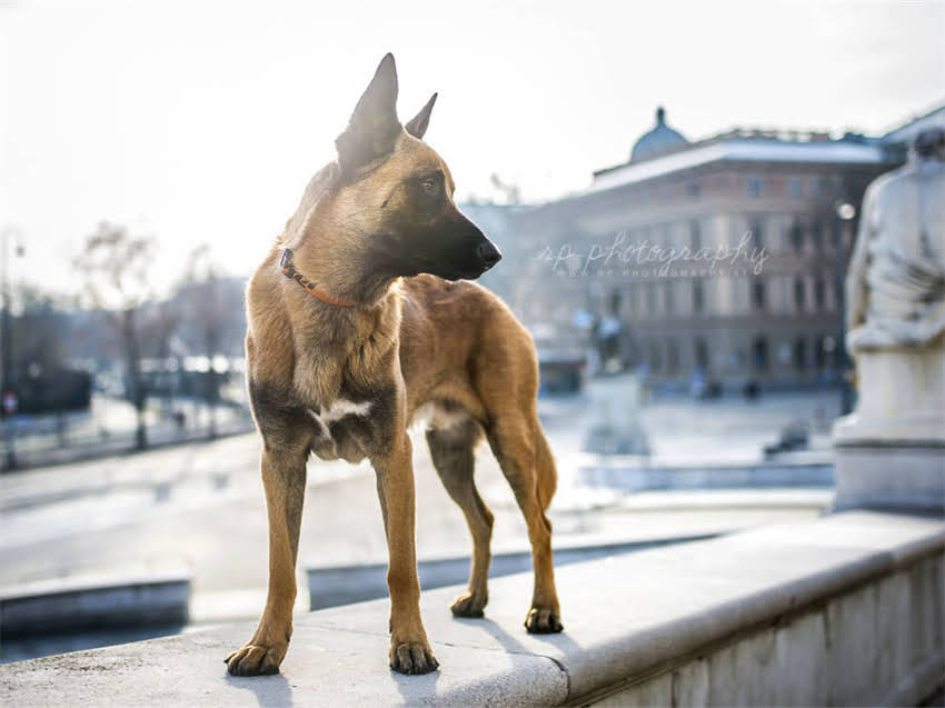 图片 德牧成年犬科学喂养指南：最佳饮食方案与营养配比1.jpg