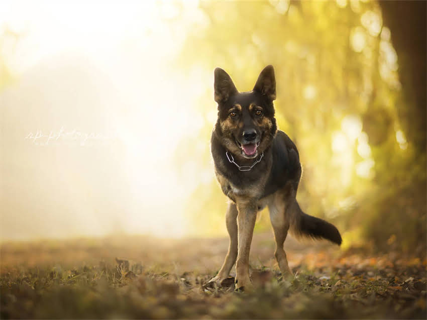 图片 德牧犬取名全攻略：100个经典名字+科学起名技巧，附品种特性.jpg