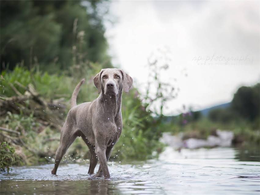 图片 德牧犬取名全攻略：100个经典名字+科学起名技巧，附品种特性1.jpg
