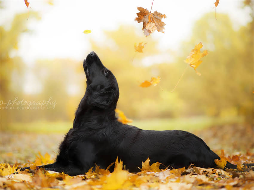 图片 德牧犬取名全攻略：100个经典名字+科学起名技巧，附品种特性2.jpg