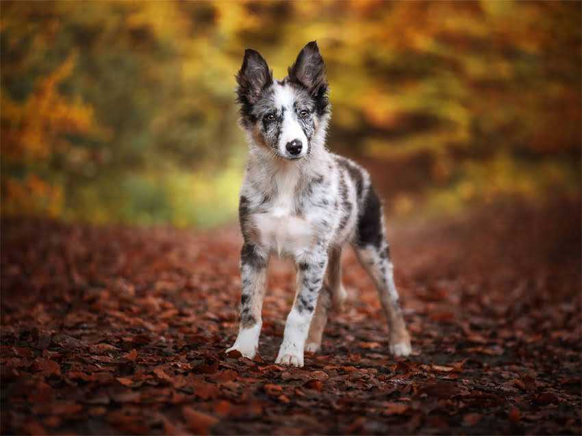 图片 德牧犬能咬死野猪吗？德牧咬合力与实战案例1.jpg