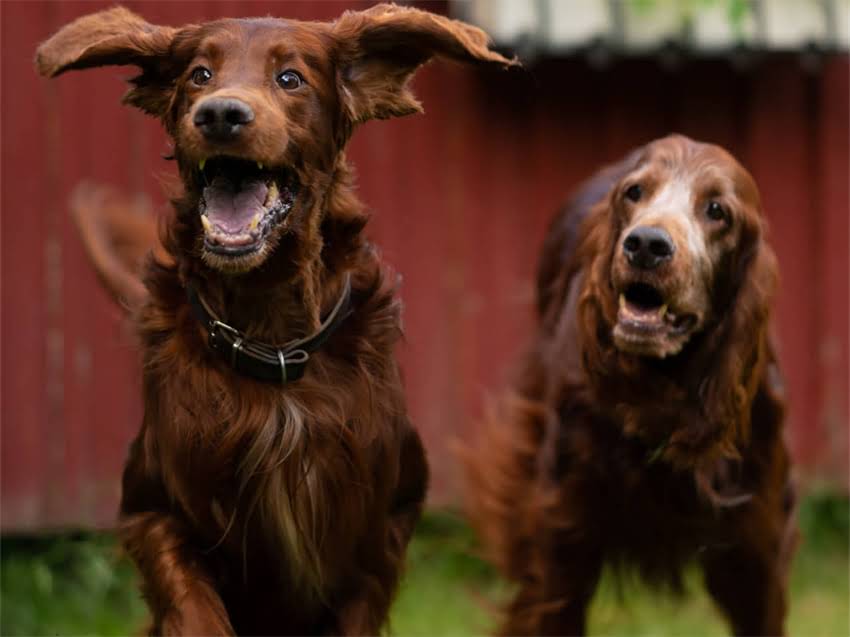图片 德牧犬鼻头干燥不发烧怎么办？5大原因及专业护理指南.jpg