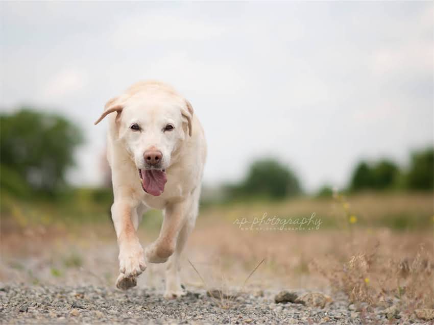 图片 德牧犬鼻头干燥不发烧怎么办？5大原因及专业护理指南2.jpg