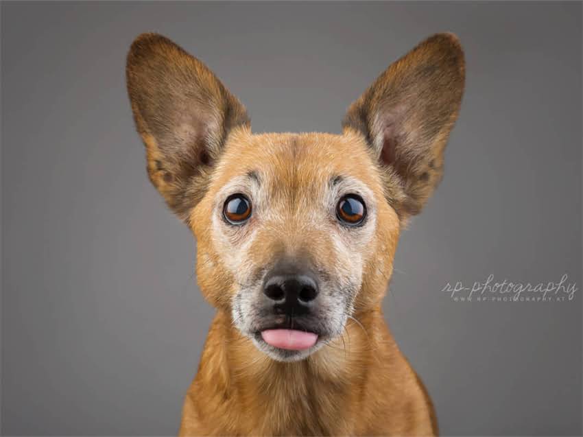 图片 德牧狗窝尺寸多少合适？5大关键因素+选购指南｜科学搭配活动空间与舒适度2.jpg