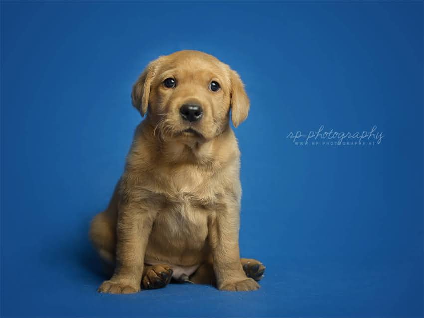 图片 德牧睡觉喘气急促怎么办？5大原因+家庭护理指南，主人必看！1.jpg