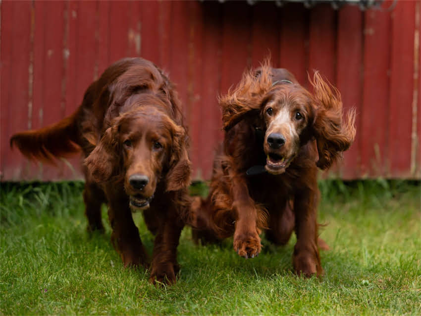 图片 德牧睡觉喘气急促怎么办？5大原因+家庭护理指南，主人必看！2.jpg