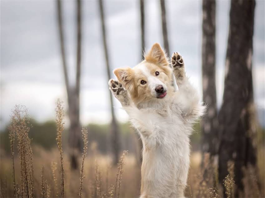 图片 德牧繁殖主人必读：10大注意事项与饲养管理全指南（最新版）1.jpg