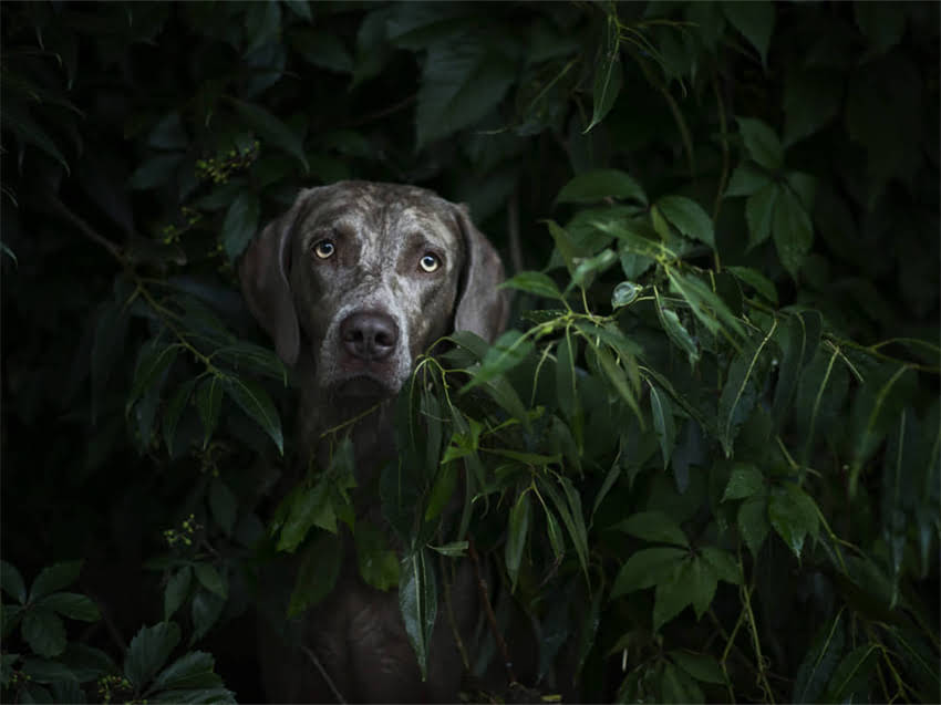 图片 德牧繁殖主人必读：10大注意事项与饲养管理全指南（最新版）2.jpg