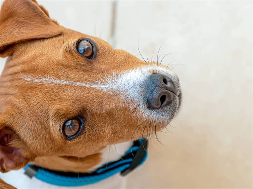 图片 德牧耳号是什么？德牧犬耳标编码规则与犬只信息管理指南（最新版）.jpg