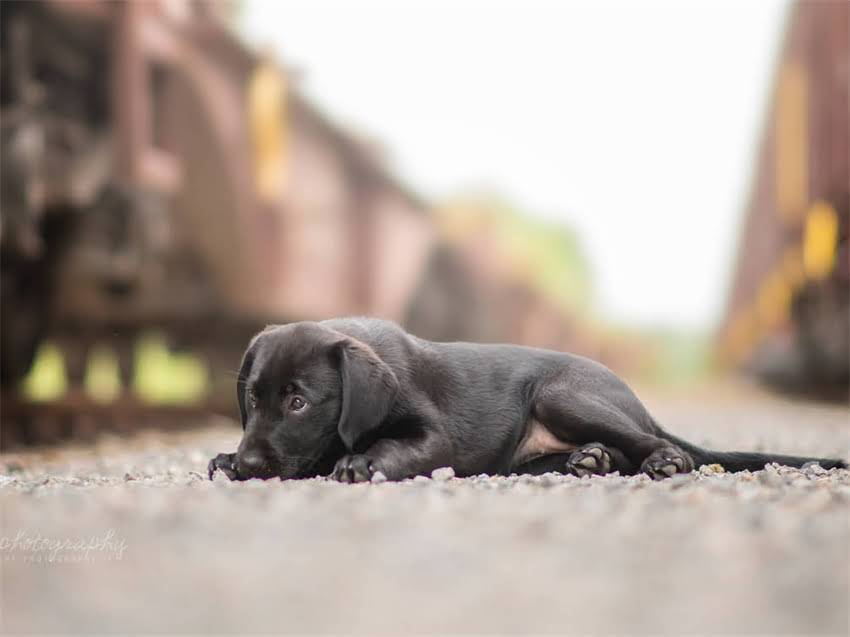 图片 德牧耳号是什么？德牧犬耳标编码规则与犬只信息管理指南（最新版）2.jpg