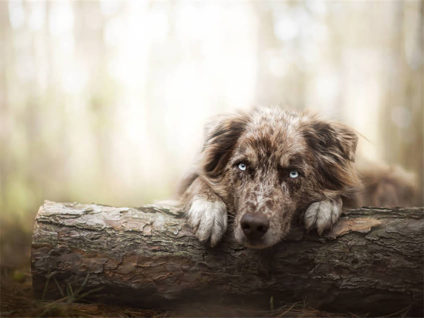 图片 德牧耳朵不立怎么办？5大原因与矫正指南.jpg