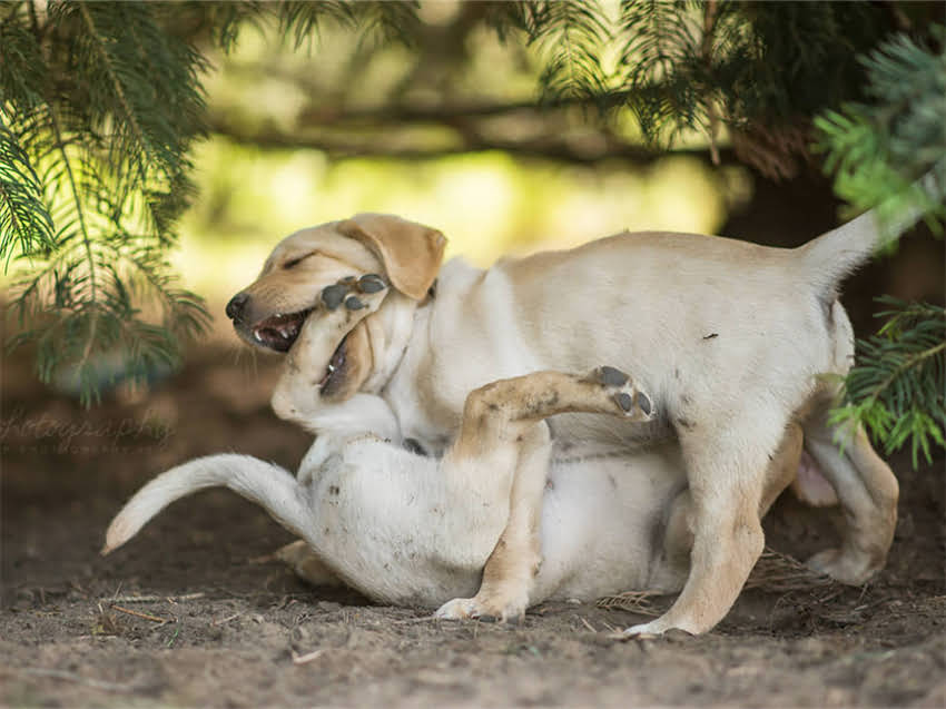图片 德牧腿无力怎么办？5大病因与专业治疗指南.jpg