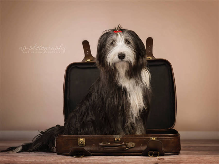 图片 德牧腿无力怎么办？5大病因与专业治疗指南2.jpg