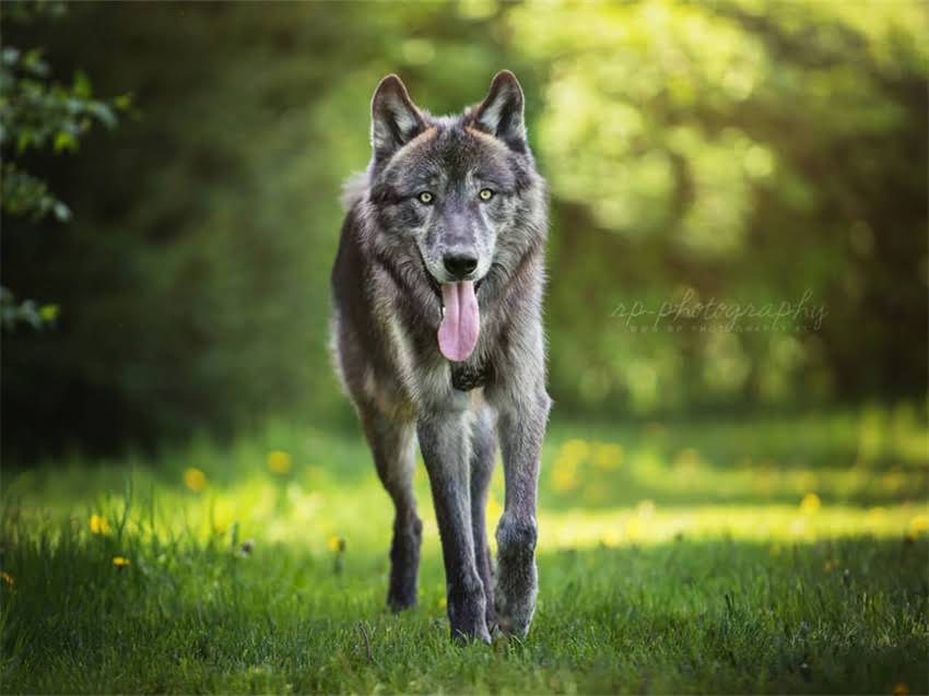 图片 德系罗威纳犬纯种多少钱？全面饲养指南及性格，附权威选购建议2.jpg