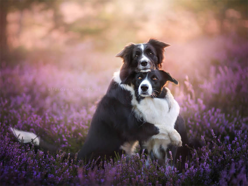 图片 必看！50个精选宠物小狗英文名字推荐（附起名技巧+避坑指南）.jpg