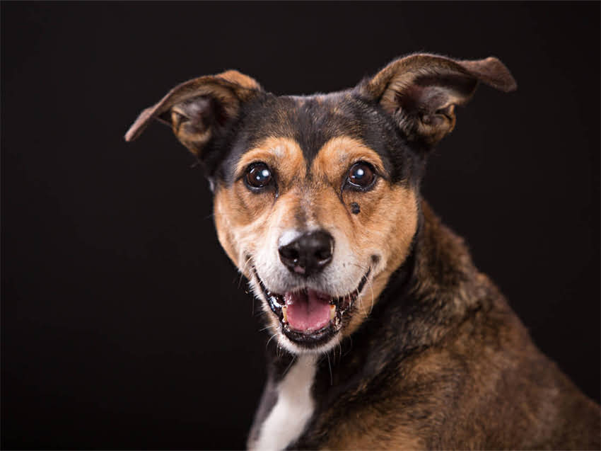 图片 必看！50个精选宠物小狗英文名字推荐（附起名技巧+避坑指南）1.jpg