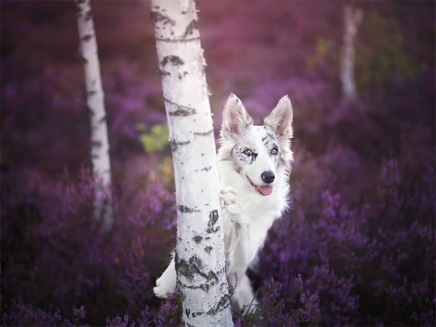 图片 必看！狗狗疫苗全攻略：5大关键注意事项与科学接种流程（附疫苗时间表）1.jpg