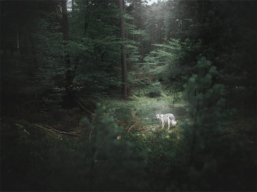 图片 必看！狗狗疫苗全攻略：5大关键注意事项与科学接种流程（附疫苗时间表）2.jpg